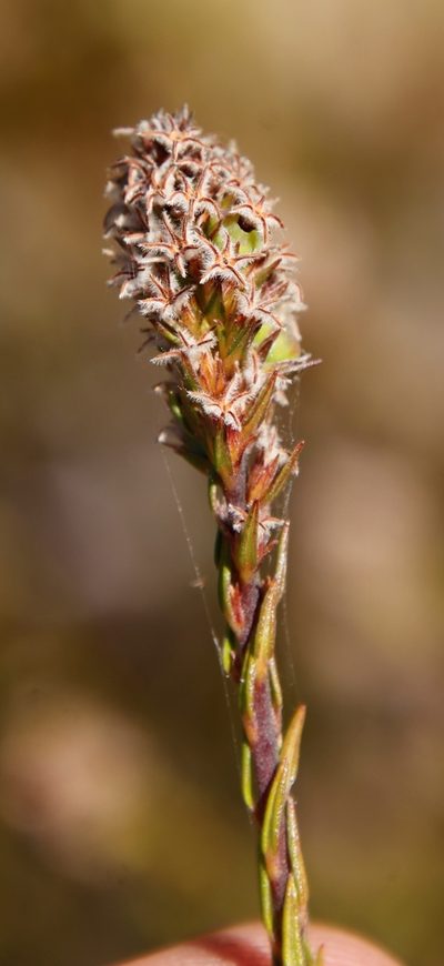 Phylica pustulata, photographed by Tony Rebelo