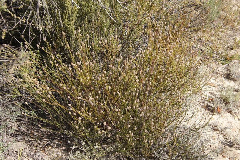Phylica pustulata, photographed by Tony Rebelo