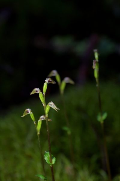 Townsonia deflexa, photographed by Christopher Stephens