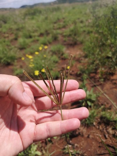 Eustachys paspaloides, photographed by Ricus Nel