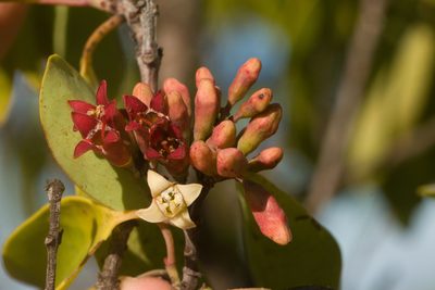 Santalum freycinetianum, photographed by Kevin Faccenda