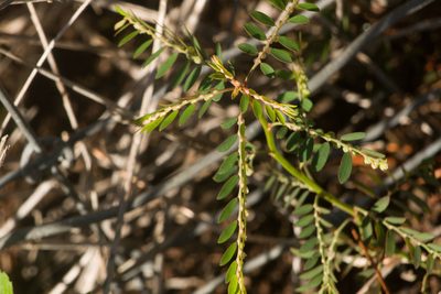 Phyllanthus debilis, photographed by Kevin Faccenda