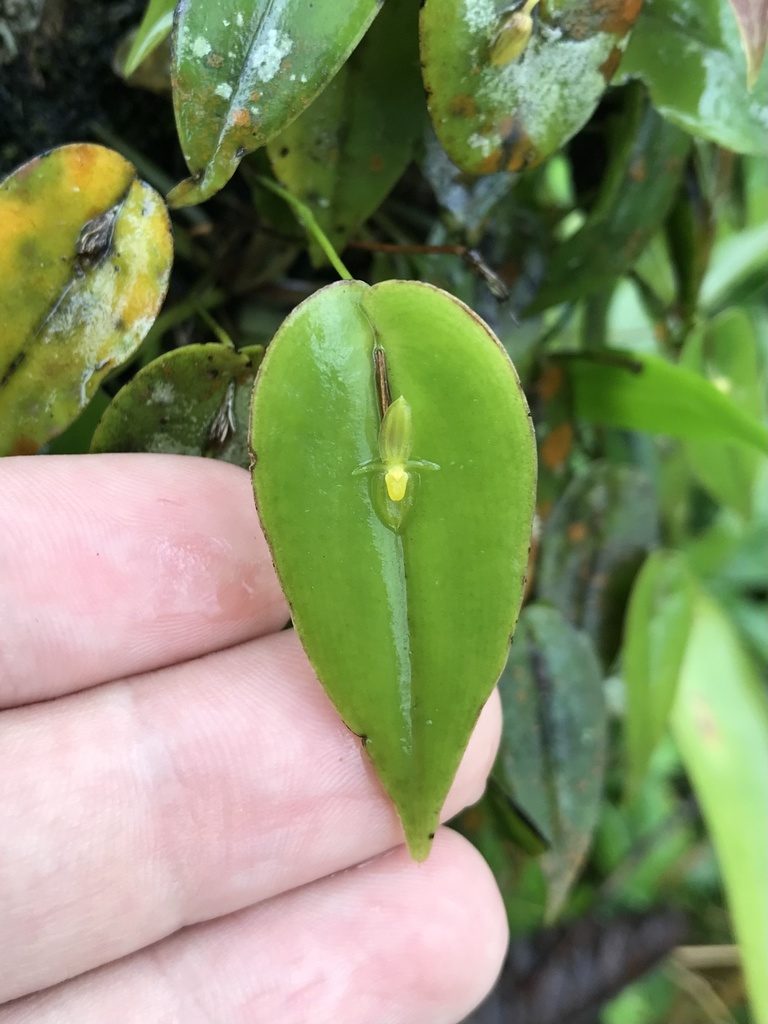 Pleurothallis homalantha, photographed by Rose Zappa