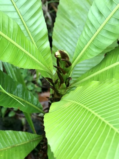 Cespedesia spathulata, photographed by Rose Zappa