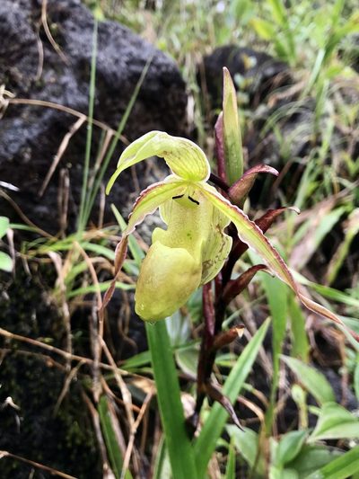 Phragmipedium longifolium, photographed by Rose Zappa
