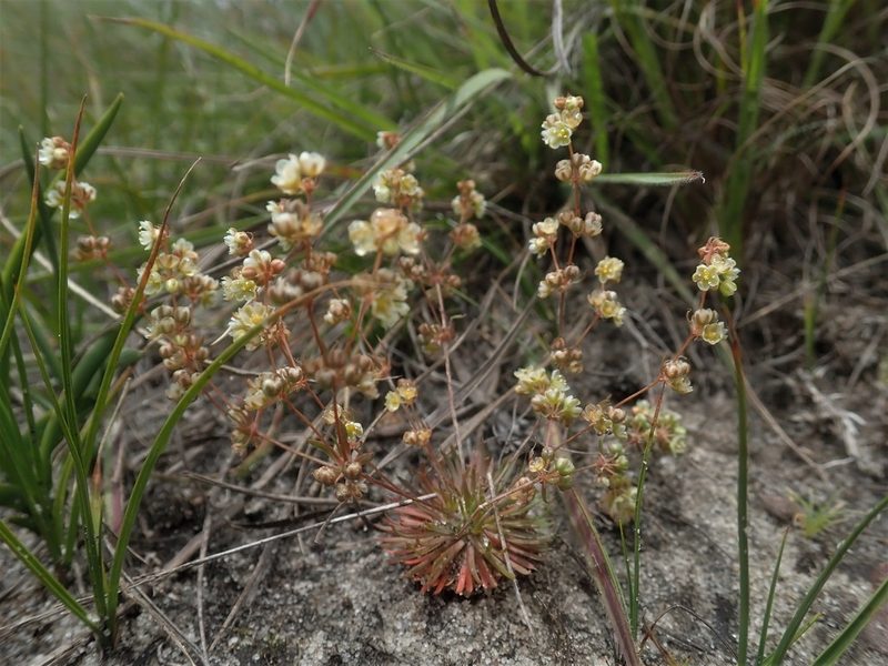 Psammotropha myriantha, photographed by Jimmy Whatmore