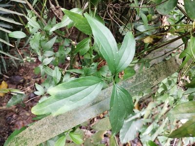 Clematis formosana, photographed by 五色鳥