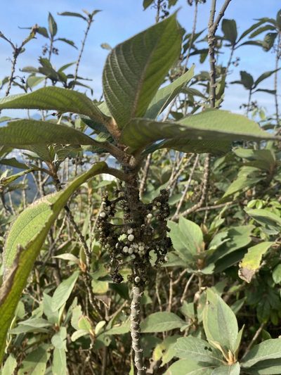 Callicarpa kochiana, photographed by Toby Y