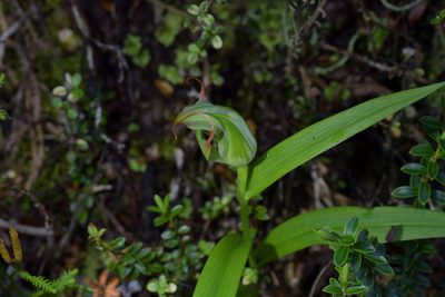 Pterostylis patens, photographed by Christopher Stephens