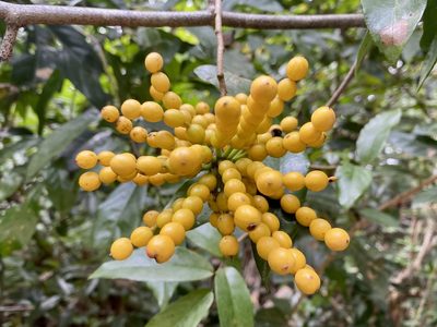 Desmos chinensis, photographed by Toby Y