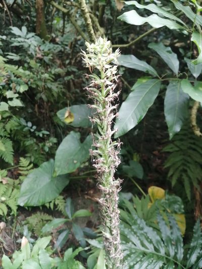 Habenaria stenopetala, photographed by 五色鳥