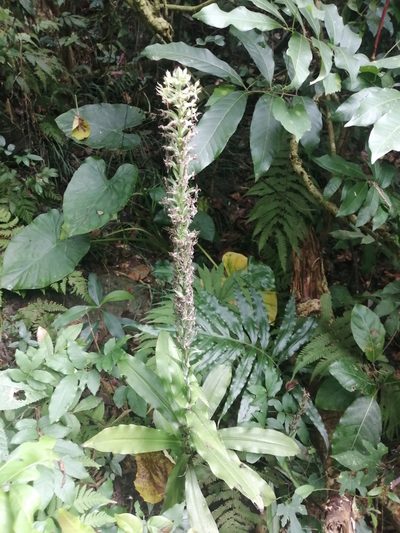 Habenaria stenopetala, photographed by 五色鳥