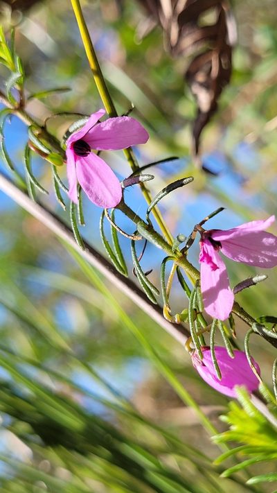 Tetratheca ericifolia, photographed by Eamonn Culhane