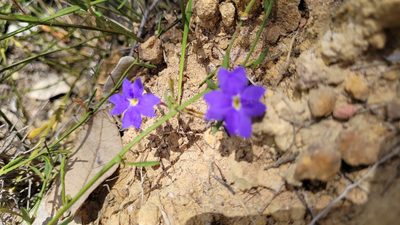 Dampiera stricta, photographed by Eamonn Culhane