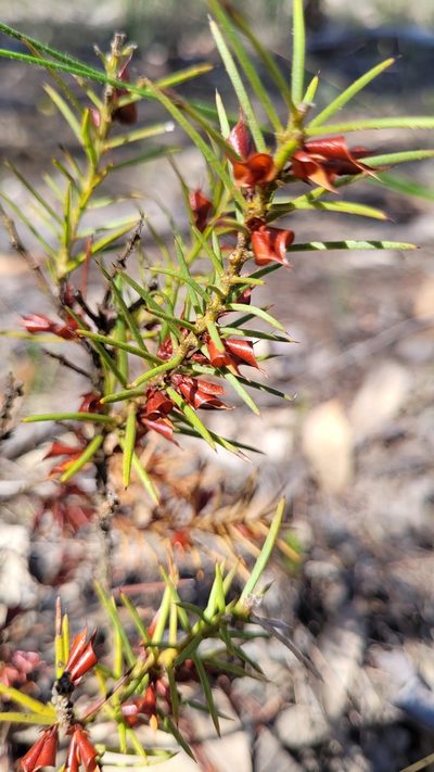 Daviesia acicularis, photographed by Eamonn Culhane