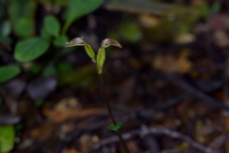Townsonia deflexa, photographed by Christopher Stephens
