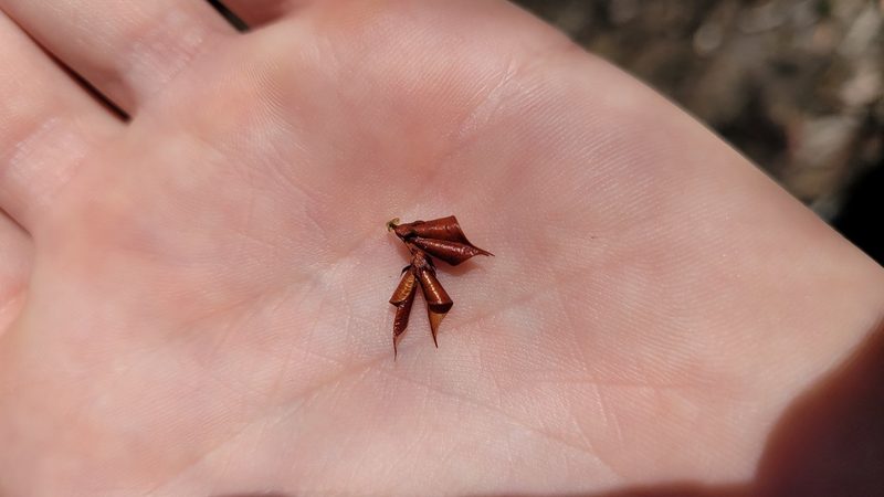 Daviesia acicularis, photographed by Eamonn Culhane