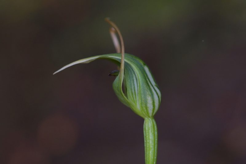 Pterostylis graminea, photographed by Christopher Stephens
