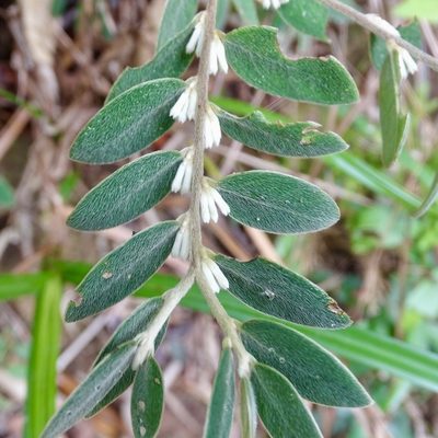 Daphne championii, photographed by Toby Y