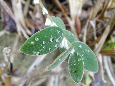 Daphne championii, photographed by Toby Y