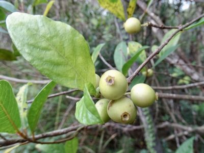 Alleizettella leucocarpa, photographed by Toby Y