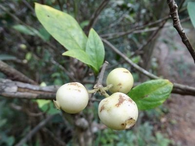 Alleizettella leucocarpa, photographed by Toby Y