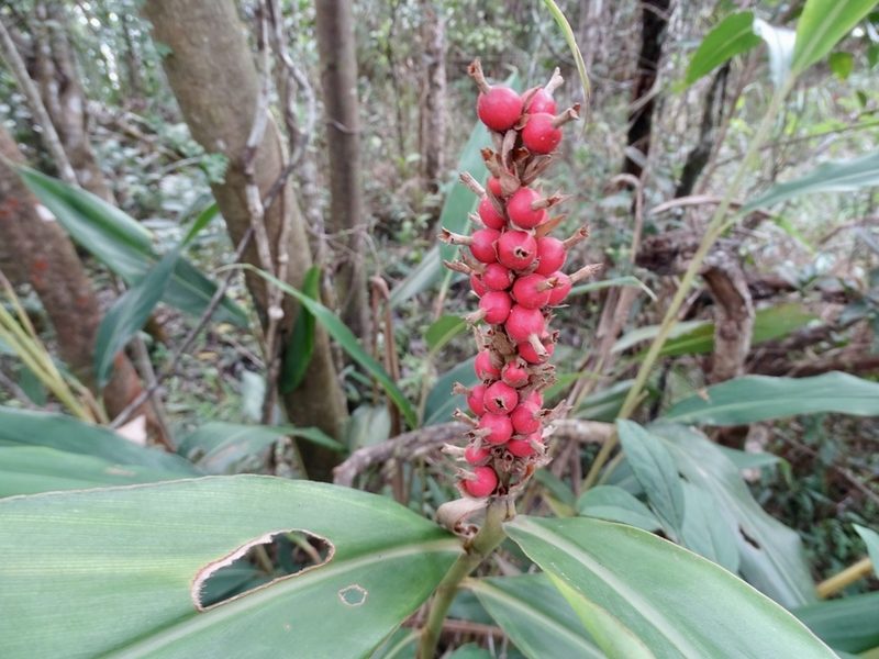 Alpinia stachyodes, photographed by Toby Y