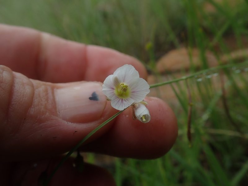 Heliophila rigidiuscula, photographed by Jimmy Whatmore