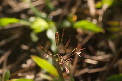 Chrysopogon aciculatus, photographed by Kevin Faccenda