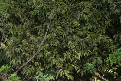 Diospyros sandwicensis, photographed by Kevin Faccenda