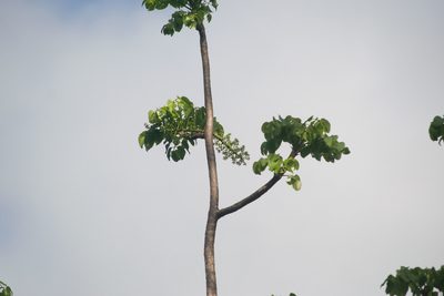 Polyscias sandwicensis, photographed by Kevin Faccenda