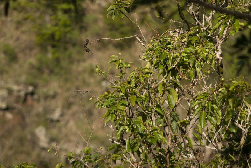 Sapindus oahuensis, photographed by Kevin Faccenda