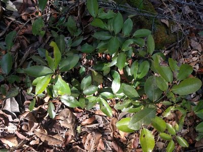 Diospyros sandwicensis, photographed by Kevin Faccenda