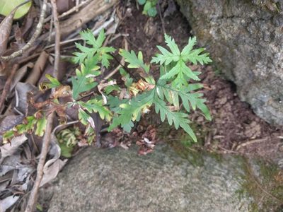 Doryopteris decipiens, photographed by Kevin Faccenda