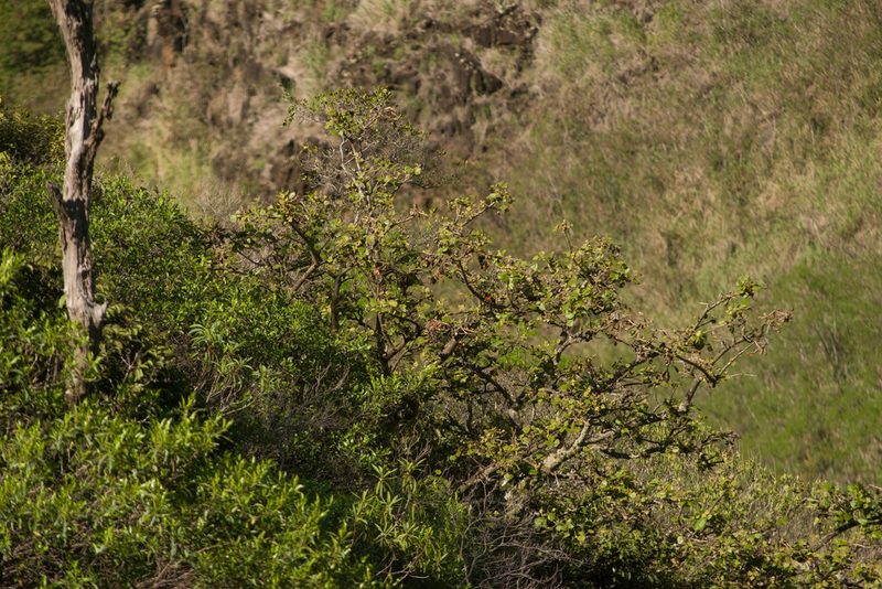 Erythrina sandwicensis, photographed by Kevin Faccenda