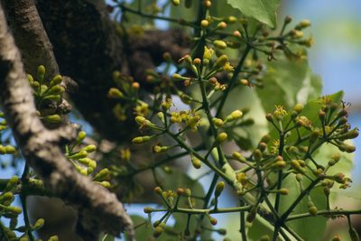 Polyscias sandwicensis, photographed by Kevin Faccenda
