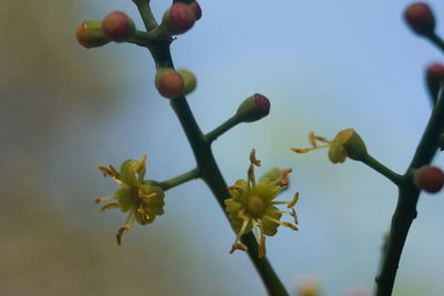 Polyscias sandwicensis, photographed by Kevin Faccenda