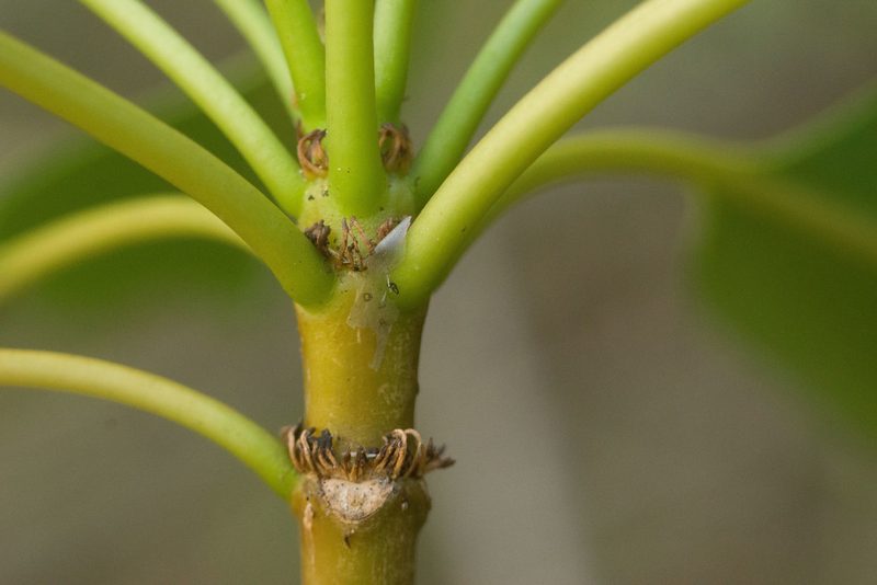 Rauvolfia sandwicensis, photographed by Kevin Faccenda