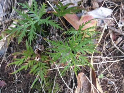 Doryopteris decipiens, photographed by Kevin Faccenda