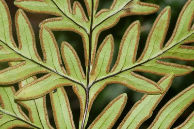 Doryopteris decipiens, photographed by Kevin Faccenda