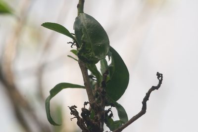 Myoporum sandwicense, photographed by Kevin Faccenda