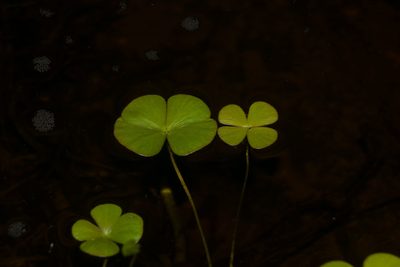 Marsilea villosa, photographed by Kevin Faccenda