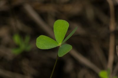 Marsilea villosa, photographed by Kevin Faccenda