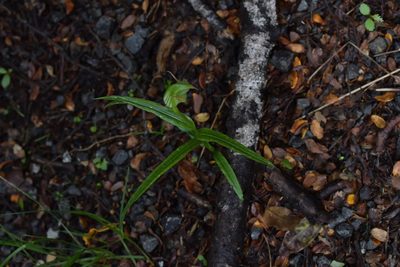 Pterostylis montana, photographed by Christopher Stephens
