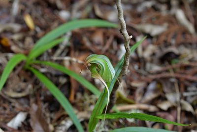 Pterostylis patens, photographed by Christopher Stephens