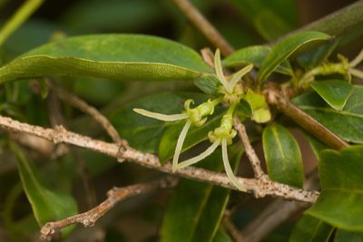 Coprosma foliosa, photographed by Kevin Faccenda