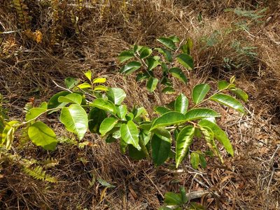Antidesma platyphyllum, photographed by Kevin Faccenda