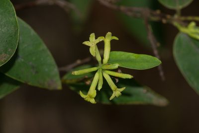 Wikstroemia oahuensis, photographed by Kevin Faccenda