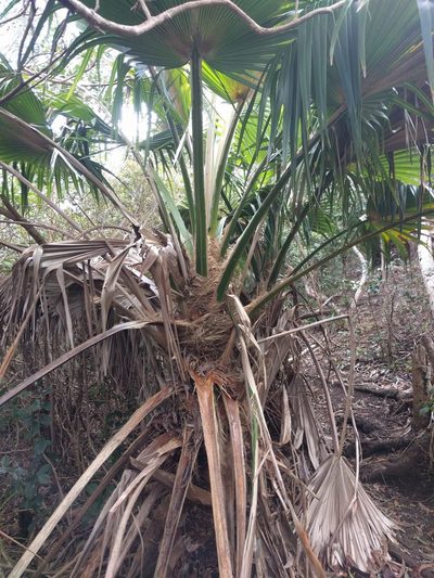 Pritchardia kaalae, photographed by Kevin Faccenda