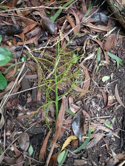 Pritchardia kaalae, photographed by Kevin Faccenda
